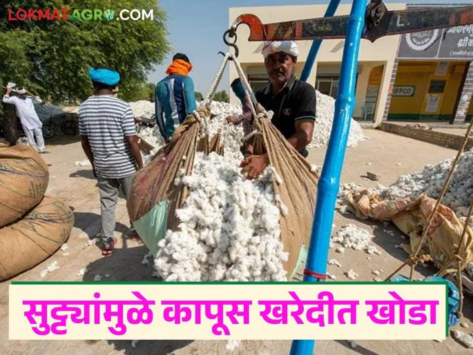 Kapus Kharedi : Farmers! selling cotton; Plan sales for the holidays | Kapus Kharedi : शेतकऱ्यांनो! कापूस विक्री करताय; सुट्ट्यांमुळे विक्रीचे करा नियोजन Kapus Kharedi : Farmers! selling cotton; Plan sales for the holidays | Kapus Kharedi : शेतकऱ्यांनो! कापूस विक्री करताय; सुट्ट्यांमुळे विक्रीचे करा नियोजन