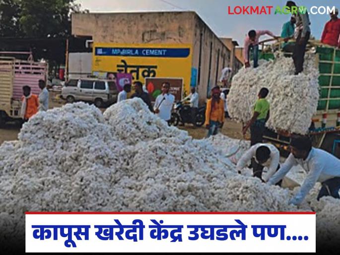 latest news Kapus Kharedi : Cotton purchase center opened; But now farmers are rushing to register | Kapus Kharedi : कापूस खरेदी केंद्र उघडले; पण आता नोंदीसाठी शेतकऱ्यांची धावपळ सुरू