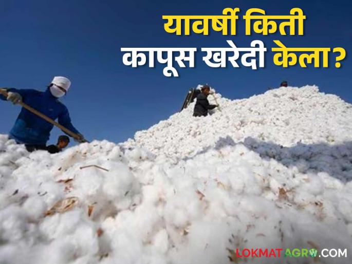CCI In High Court: How much cotton was purchased this year, how much was rejected? High Court asks Cotton Corporation | CCI In High Court: यावर्षी किती कापूस खरेदी केला, किती नाकारला? उच्च न्यायालयाची कापूस महामंडळाला विचारणा CCI In High Court: How much cotton was purchased this year, how much was rejected? High Court asks Cotton Corporation | CCI In High Court: यावर्षी किती कापूस खरेदी केला, किती नाकारला? उच्च न्यायालयाची कापूस महामंडळाला विचारणा