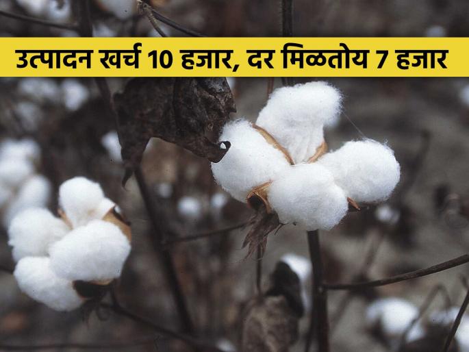 3,200 rupees per quintal the loss for cotton growers | कापूस उत्पादकांच्या पदरी प्रतिक्विंटल ३,२०० रुपयांचा ताेटा 3,200 rupees per quintal the loss for cotton growers | कापूस उत्पादकांच्या पदरी प्रतिक्विंटल ३,२०० रुपयांचा ताेटा