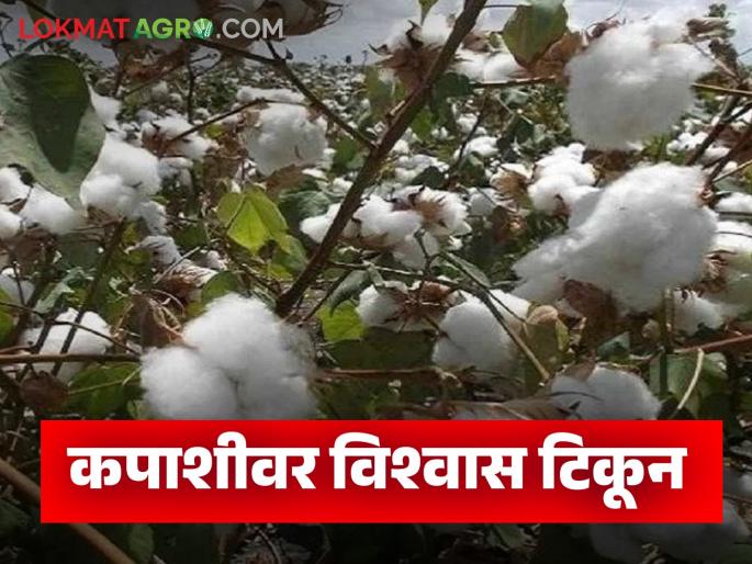 latest news Kharif Crop Cultivation: Timely rain less; Cotton continues to trust Kharif crops read in details | Kharif Crop Cultivation : पावसाचा वेळेवर दगा; खरीप पिकांमध्ये कपाशीचा दबदबा कायम वाचा सविस्तर latest news Kharif Crop Cultivation: Timely rain less; Cotton continues to trust Kharif crops read in details | Kharif Crop Cultivation : पावसाचा वेळेवर दगा; खरीप पिकांमध्ये कपाशीचा दबदबा कायम वाचा सविस्तर