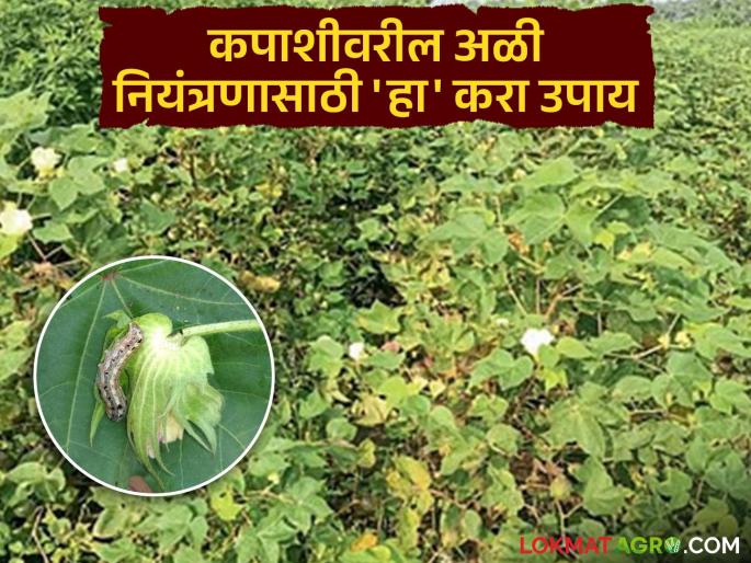 latest news Cotton Crop Management: Worm infestation on cotton; Take 'this' measure for control | Cotton Crop Management : कपाशीवर अळीचा प्रादुर्भाव; नियंत्रणासाठी करा 'हा' उपाय