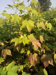 The possibility of reduction in crop production due to the diesease | ‘लाल्या’मुळे कपाशी उत्पादनात घट होण्याची शक्यता The possibility of reduction in crop production due to the diesease | ‘लाल्या’मुळे कपाशी उत्पादनात घट होण्याची शक्यता