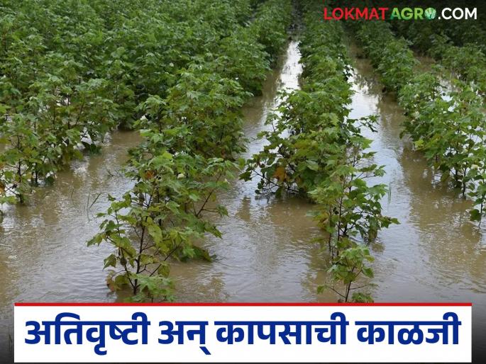Continuous rains can cause these diseases in cotton crops; How to manage them? | सततच्या पावसामुळे कापूस पिकात येऊ शकतात 'हे' रोग; कसे कराल व्यवस्थापन?