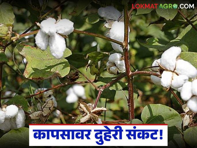 latest news Cotton Crop Crisis: Double crisis on cotton; Damage due to heavy rain, rapid spread of disease Read in detail | Cotton Crop Crisis : कापसावर दुहेरी संकट; अतिवृष्टीने नुकसान, रोगाचा फैलाव वेगात वाचा सविस्तर