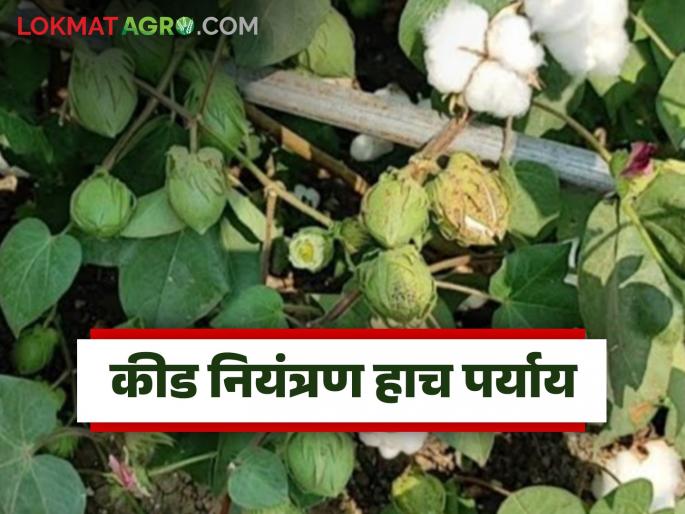latest news Cotton Crop Protection: Cotton bolls are drying up; Pest control is the only option Read in detail | Cotton Crop Protection : कापसाचे बोंड वाळतायत; कीड नियंत्रण हाच पर्याय वाचा सविस्तर 