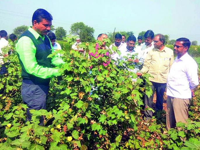 Bond larvae of Kapashera in the various talukas under the Ghata! | घाटाखालील विविध तालुक्यात कपाशीवर बोंड अळीचा प्रादुर्भाव! Bond larvae of Kapashera in the various talukas under the Ghata! | घाटाखालील विविध तालुक्यात कपाशीवर बोंड अळीचा प्रादुर्भाव!