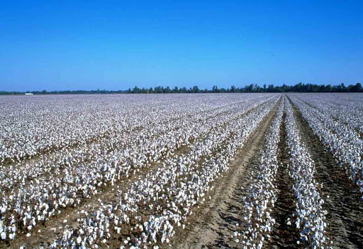 In Nagpur district, the area under cotton cultivation has increased by 10,000 hectares | नागपुरात जिल्ह्यात कापूस लागवडीच्या क्षेत्रात १० हजार हेक्टरने वाढ