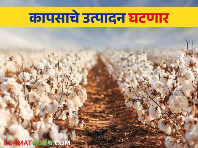Latest News Cotton Cultivation 16.363 lakh hectare decrease in cotton cultivation across the country | Cotton Cultivation : देशभरात कापसाच्या पेरणी क्षेत्रात १६.३६३ लाख हेक्टरची घट, नेमकं कारण काय?  Latest News Cotton Cultivation 16.363 lakh hectare decrease in cotton cultivation across the country | Cotton Cultivation : देशभरात कापसाच्या पेरणी क्षेत्रात १६.३६३ लाख हेक्टरची घट, नेमकं कारण काय?
