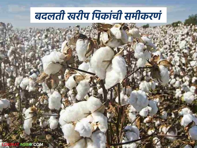latest news Cotton Cultivation: 'Break' in cotton cultivation in the cotton belt; What is the reason? Read in detail | Cotton Cultivation : कापसाच्या पट्ट्यात लागवडीलाच 'ब्रेक'; काय आहे कारण वाचा सविस्तर latest news Cotton Cultivation: 'Break' in cotton cultivation in the cotton belt; What is the reason? Read in detail | Cotton Cultivation : कापसाच्या पट्ट्यात लागवडीलाच 'ब्रेक'; काय आहे कारण वाचा सविस्तर