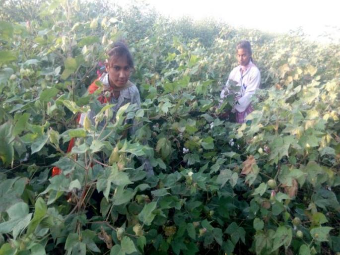 There is no action against the research report of the cotton case | कापूस वेचणीच्या संशोधन अहवालावर कार्यवाही नाही, यांत्रिकीकरणाकडे सरकारची पाठ There is no action against the research report of the cotton case | कापूस वेचणीच्या संशोधन अहवालावर कार्यवाही नाही, यांत्रिकीकरणाकडे सरकारची पाठ