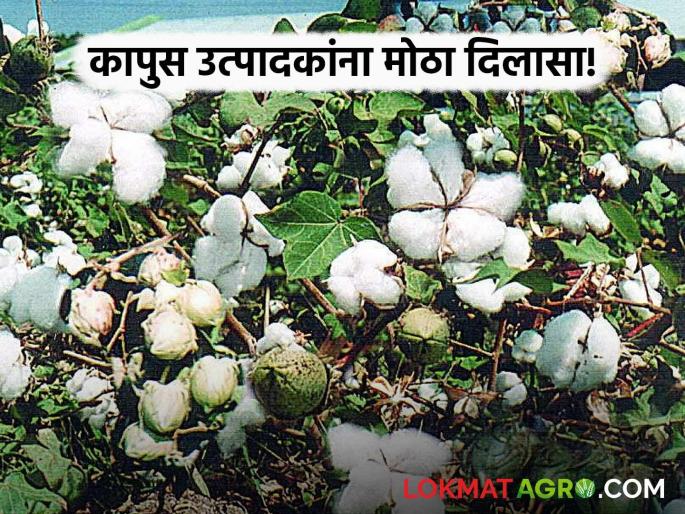 latest news Kapus Kharedi: Big relief for farmers; Cotton sale registration possible even on offline Satbara Read in detail | Kapus Kharedi : शेतकऱ्यांना मोठा दिलासा; ऑफलाइन सातबाऱ्यावरही कापूस विक्री नोंदणी शक्य वाचा सविस्तर