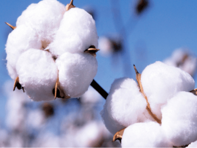 When will the white gold shine, the farmers have to wait; Cotton sold at half price during inflation | पांढरं सोनं कधी झळाळणार, शेतकऱ्यांना प्रतीक्षाच; महागाईत कापूस अर्ध्या किंमतीत विकला