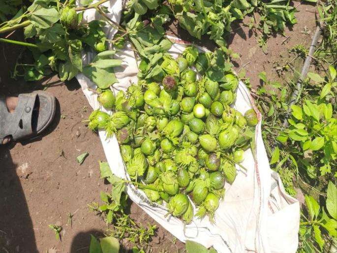 Annoyance due to wildlife nuisance; The rohini destroyed the cotton in sight | आधीच पावसाची पाठ त्यात वन्यप्राण्यांचा उपद्रव; डोळ्यादेखत कापसाच्या पिकाची नासाडी Annoyance due to wildlife nuisance; The rohini destroyed the cotton in sight | आधीच पावसाची पाठ त्यात वन्यप्राण्यांचा उपद्रव; डोळ्यादेखत कापसाच्या पिकाची नासाडी