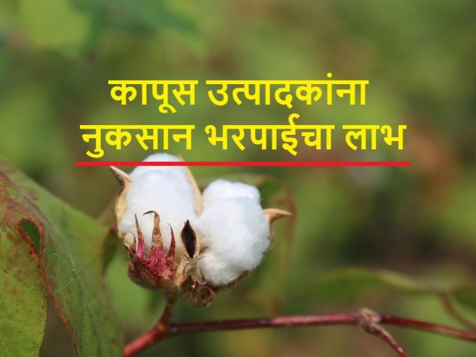 Crop Insurance: Cotton growers will get Rs 60 crore of insurance | Crop Insurance: कापूस उत्पादकांना मिळणार विम्याचे ६० कोटी Crop Insurance: Cotton growers will get Rs 60 crore of insurance | Crop Insurance: कापूस उत्पादकांना मिळणार विम्याचे ६० कोटी