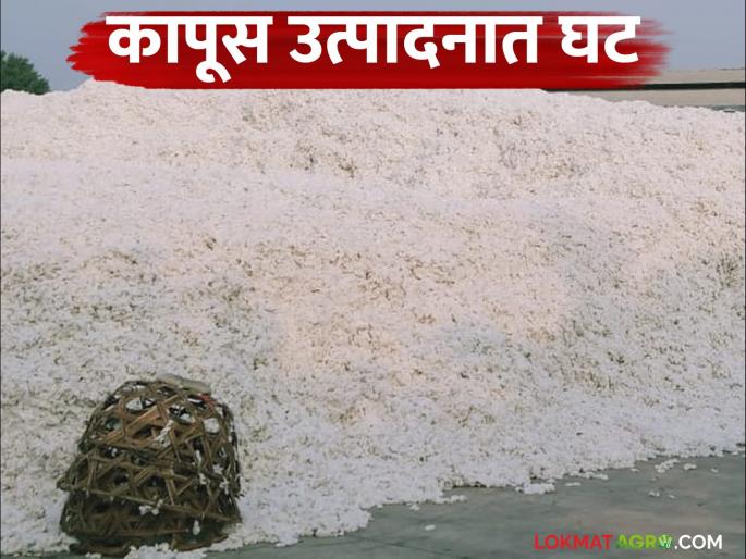 Cotton Production: Cotton production in the country has decreased! Read in detail the measures to be taken like this | Cotton Production: देशातील कापसाचे उत्पादन घटले! अशाप्रकारे करणार उपाययोजना वाचा सविस्तर Cotton Production: Cotton production in the country has decreased! Read in detail the measures to be taken like this | Cotton Production: देशातील कापसाचे उत्पादन घटले! अशाप्रकारे करणार उपाययोजना वाचा सविस्तर