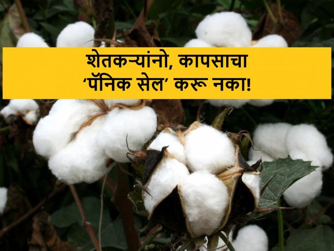 government exempt import duties on extra long yarn cotton, will affect cotton market rates | अतिरिक्त लांब धाग्याच्या कापसावरील आयात शुल्क रद्द : कापसाचे भाव दबावात government exempt import duties on extra long yarn cotton, will affect cotton market rates | अतिरिक्त लांब धाग्याच्या कापसावरील आयात शुल्क रद्द : कापसाचे भाव दबावात