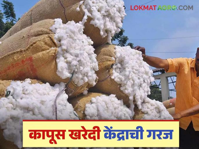 CCI in High Court: latest news Need to open 200 cotton procurement centers in the state | CCI in High Court: राज्यात २०० कापूस खरेदी केंद्र सुरू करण्याची आवश्यकता CCI in High Court: latest news Need to open 200 cotton procurement centers in the state | CCI in High Court: राज्यात २०० कापूस खरेदी केंद्र सुरू करण्याची आवश्यकता