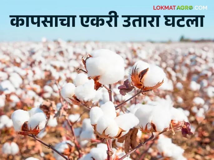 Latest News Cotton production is decrease by 30 to 35 percent 2024 year In jalgaon, read in detail  | Cotton Production : यंदा कापसाचे उत्पादन 30 ते 35 टक्क्यांनी घटण्याची शक्यता, वाचा सविस्तर  Latest News Cotton production is decrease by 30 to 35 percent 2024 year In jalgaon, read in detail  | Cotton Production : यंदा कापसाचे उत्पादन 30 ते 35 टक्क्यांनी घटण्याची शक्यता, वाचा सविस्तर