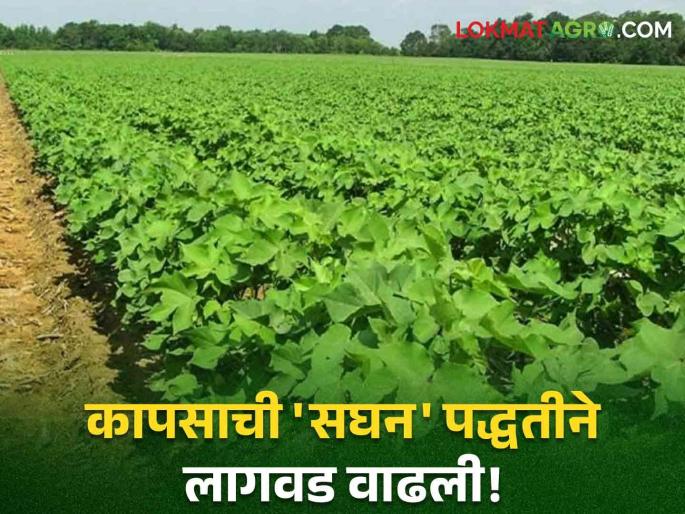 Latest News Agriculture News Intensive cultivation of cotton increases yield by 30 percent | Cotton Cultivation : कापसाचे 30 टक्के उत्पादन वाढविणारी सघन पद्धत आहे तरी काय? वाचा सविस्तर Latest News Agriculture News Intensive cultivation of cotton increases yield by 30 percent | Cotton Cultivation : कापसाचे 30 टक्के उत्पादन वाढविणारी सघन पद्धत आहे तरी काय? वाचा सविस्तर