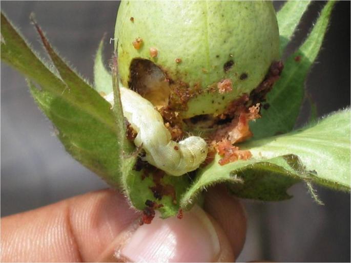 Cotton craps buried in land: The solution to destroy the cotton larvae |  पऱ्हाटी जमिनीत गाडा : बोंडअळी नष्ट करण्यासाठी उपाय