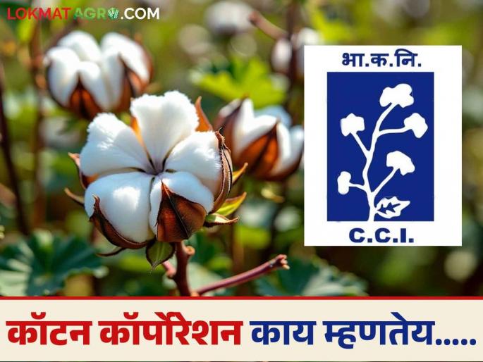 CCI in High Court: Read the detailed answer given by the Cotton Corporation in the court. | CCI in High Court : कापूस महामंडळाने न्यायालयात काय दिले उत्तर ते वाचा सविस्तर CCI in High Court: Read the detailed answer given by the Cotton Corporation in the court. | CCI in High Court : कापूस महामंडळाने न्यायालयात काय दिले उत्तर ते वाचा सविस्तर