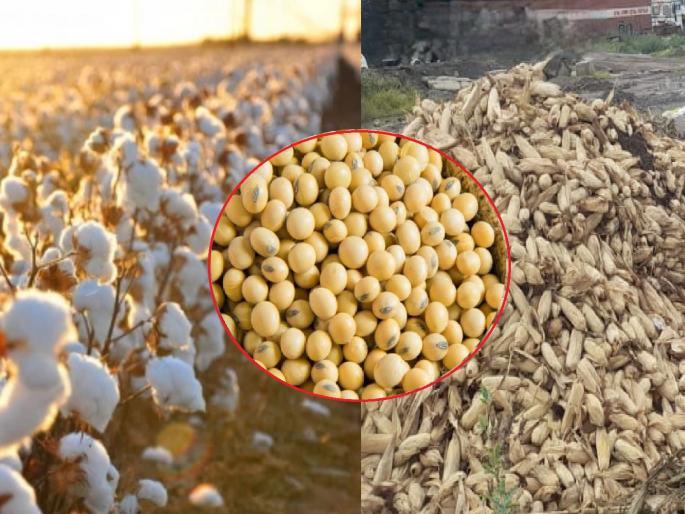 Heavy rains lashed the market; farmers continue to be openly looted due to lack of guaranteed prices | अतिवृष्टीने झोडपले, बाजारानेही सोडली साथ; हमीभाव नसल्याने शेतकऱ्यांची उघड लूट सुरूच Heavy rains lashed the market; farmers continue to be openly looted due to lack of guaranteed prices | अतिवृष्टीने झोडपले, बाजारानेही सोडली साथ; हमीभाव नसल्याने शेतकऱ्यांची उघड लूट सुरूच