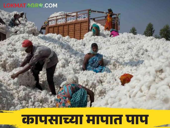 Cotton Market : What are you saying ! Farmers lose one and a half to two thousand rupees per quintal in selling cotton | Cotton Market : काय सांगताय ! कापूस विक्रीत क्विंटलमागे शेतकऱ्यांना दीड ते दोन हजारांचा तोटा Cotton Market : What are you saying ! Farmers lose one and a half to two thousand rupees per quintal in selling cotton | Cotton Market : काय सांगताय ! कापूस विक्रीत क्विंटलमागे शेतकऱ्यांना दीड ते दोन हजारांचा तोटा