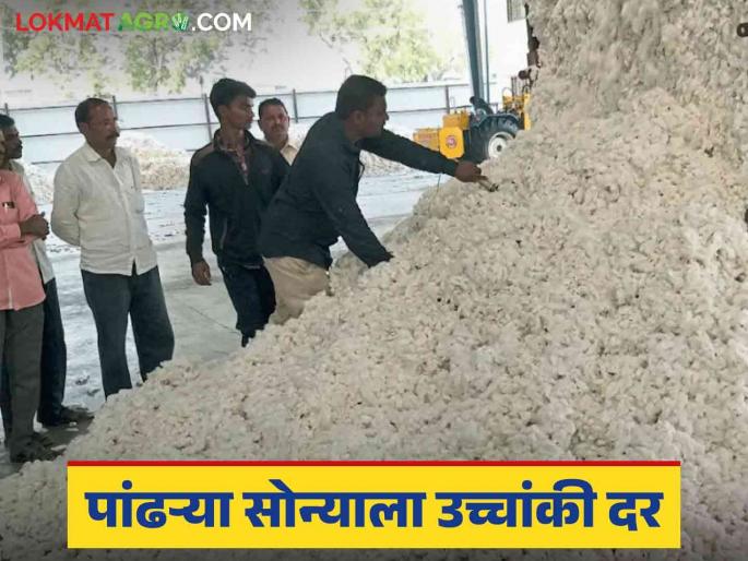 Cotton Market : How much cotton is being bought in Tadkalas market; Read in detail what is the price being obtained | Cotton Market : ताडकळस बाजारात कापसाची किती खरेदी; काय मिळतोय दर ते वाचा सविस्तर Cotton Market : How much cotton is being bought in Tadkalas market; Read in detail what is the price being obtained | Cotton Market : ताडकळस बाजारात कापसाची किती खरेदी; काय मिळतोय दर ते वाचा सविस्तर