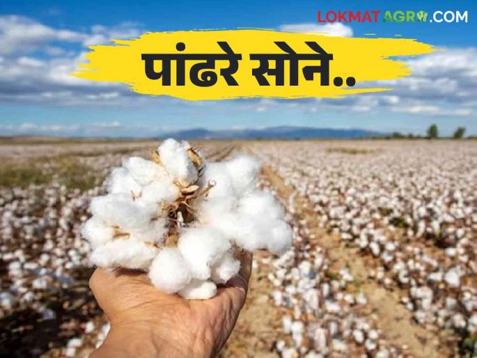 Cotton Market : Farmers waiting for government purchase; Will white gold get a good price this year? Read in detail | Cotton Market : शेतकऱ्यांना शासकीय खरेदीची प्रतीक्षा ; यंदा तरी पांढऱ्या सोन्याला चांगला मिळणार का भाव? वाचा सविस्तर Cotton Market : Farmers waiting for government purchase; Will white gold get a good price this year? Read in detail | Cotton Market : शेतकऱ्यांना शासकीय खरेदीची प्रतीक्षा ; यंदा तरी पांढऱ्या सोन्याला चांगला मिळणार का भाव? वाचा सविस्तर