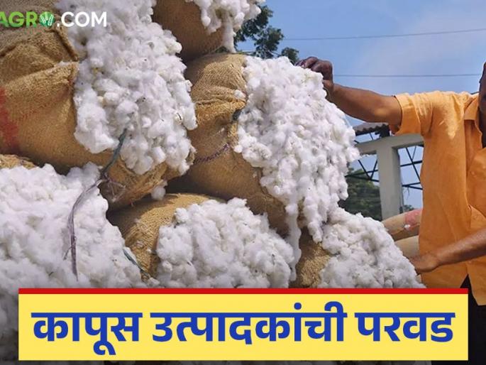 Kapus Kharedi: Where to sell cotton now? Read the questions before farmers in detail | Kapus Kharedi : कापूस आता विक्री कुठे करायचा? शेतकऱ्यांसमोर प्रश्न वाचा सविस्तर Kapus Kharedi: Where to sell cotton now? Read the questions before farmers in detail | Kapus Kharedi : कापूस आता विक्री कुठे करायचा? शेतकऱ्यांसमोर प्रश्न वाचा सविस्तर