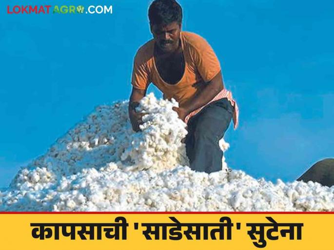Cotton Market : Will the price of cotton increase further? Read in detail | Cotton Market : कापसाचा भाव अजून वाढणार का? वाचा सविस्तर Cotton Market : Will the price of cotton increase further? Read in detail | Cotton Market : कापसाचा भाव अजून वाढणार का? वाचा सविस्तर