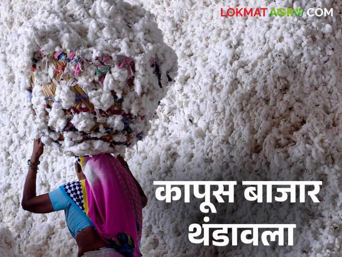 Cotton Market: 2 lakh quintals of cotton purchased in 58 days in 'CCI's' market | Cotton Market : 'सीसीआय'च्या 'या' बाजारात ५८ दिवसांत खरेदी केला २ लाख क्विंटल कापूस Cotton Market: 2 lakh quintals of cotton purchased in 58 days in 'CCI's' market | Cotton Market : 'सीसीआय'च्या 'या' बाजारात ५८ दिवसांत खरेदी केला २ लाख क्विंटल कापूस