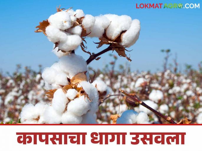Cotton Market: Cotton's economic calculations went wrong somewhere | Cotton Market : लाखोंची गुंतवणूक करूनही पांढऱ्या सोन्याला काजळी Cotton Market: Cotton's economic calculations went wrong somewhere | Cotton Market : लाखोंची गुंतवणूक करूनही पांढऱ्या सोन्याला काजळी