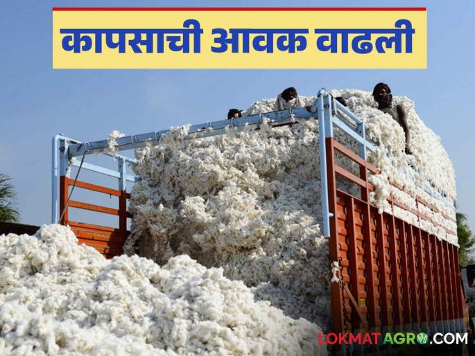 Cotton Market: 'So many' lakh quintals of cotton purchased in Manavat market Read in detail | Cotton Market : मानवत बाजारात 'इतके' लाख क्विंटल कापूस खरेदी वाचा सविस्तर Cotton Market: 'So many' lakh quintals of cotton purchased in Manavat market Read in detail | Cotton Market : मानवत बाजारात 'इतके' लाख क्विंटल कापूस खरेदी वाचा सविस्तर