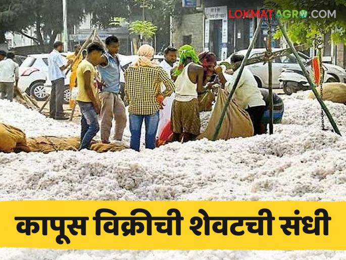 latest news Cotton Market: Cotton purchase is stopping in 'this' district; Have you sold your cotton? | Cotton Market: 'या' जिल्ह्यात थांबतेय कापूस खरेदी; तुमचा कापूस विकलात का? वाचा सविस्तर