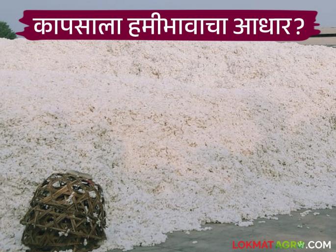 latest news Cotton Market: Will cotton prices make farmers cry; Results before the season starts? Read in detail | Cotton Market : कापसाचे दर शेतकऱ्यांना रडवणार; सीझन सुरू होण्याआधीच निकाल? वाचा सविस्तर latest news Cotton Market: Will cotton prices make farmers cry; Results before the season starts? Read in detail | Cotton Market : कापसाचे दर शेतकऱ्यांना रडवणार; सीझन सुरू होण्याआधीच निकाल? वाचा सविस्तर