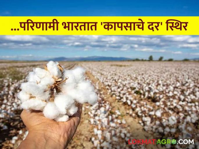 Cotton Market: This year, 22 lakh bales of cotton are being imported into India from abroad | Cotton Market : यंदा २२ लाख कापसाच्या गाठींची विदेशातून भारतात होतोय आयात Cotton Market: This year, 22 lakh bales of cotton are being imported into India from abroad | Cotton Market : यंदा २२ लाख कापसाच्या गाठींची विदेशातून भारतात होतोय आयात