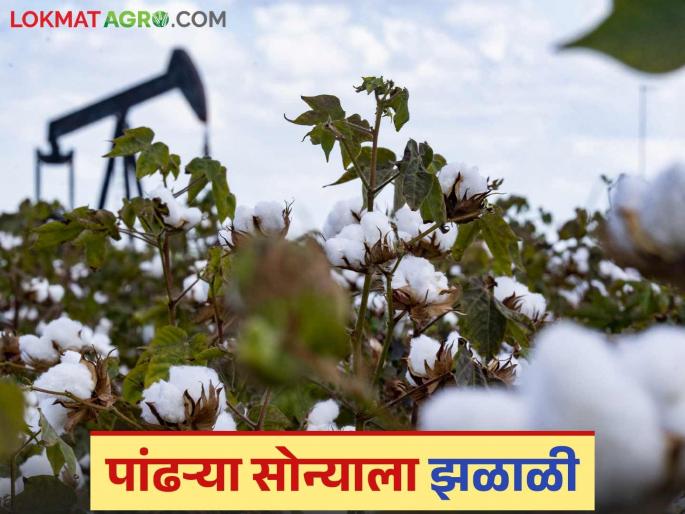 Cotton Market Update: Cotton Crop get Highest price achieved in 'this' market Read in detail | Cotton Market Update : पांढऱ्या सोन्याला मिळाली झळाळी; 'या' बाजारात मिळाला उच्चांकी दर वाचा सविस्तर Cotton Market Update: Cotton Crop get Highest price achieved in 'this' market Read in detail | Cotton Market Update : पांढऱ्या सोन्याला मिळाली झळाळी; 'या' बाजारात मिळाला उच्चांकी दर वाचा सविस्तर