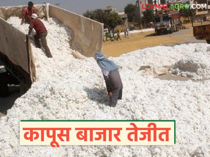 latest news Kapus Bajar Bhav: Cotton market is booming: Higher prices are being received at CCI centers Read in detail | Kapus Bajar Bhav : कापूस बाजार तेजीत; सीसीआय केंद्रावर मिळतोय जास्तीचा दर वाचा सविस्तर