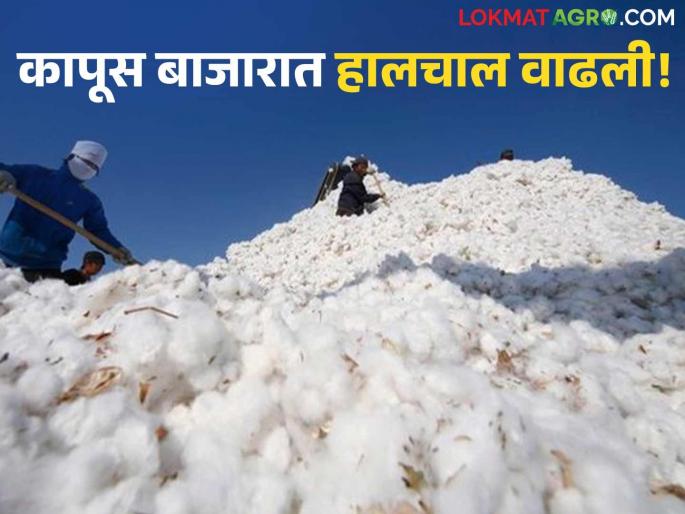 latest news Cotton Market Update: Telangana on top, Maharashtra in second place; Read CCI's big move in detail | Cotton Market Update : तेलंगणा टॉपवर, महाराष्ट्र दुसऱ्या क्रमांकावर; 'सीसीआय'ची मोठी हालचाल वाचा सविस्तर