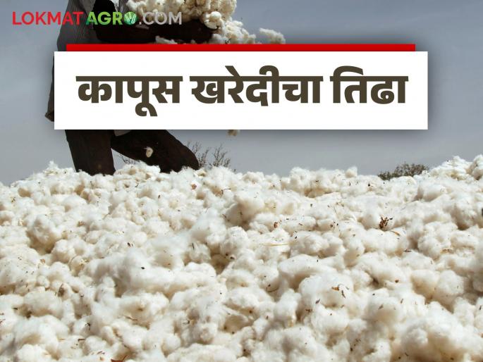 Cotton Market: latest news Cotton procurement at 'this' center finally closed; Read the reason in detail | Cotton Market: 'या' केंद्रातील कापूस खरेदी अखेर बंद; काय आहे कारण ते वाचा सविस्तर Cotton Market: latest news Cotton procurement at 'this' center finally closed; Read the reason in detail | Cotton Market: 'या' केंद्रातील कापूस खरेदी अखेर बंद; काय आहे कारण ते वाचा सविस्तर