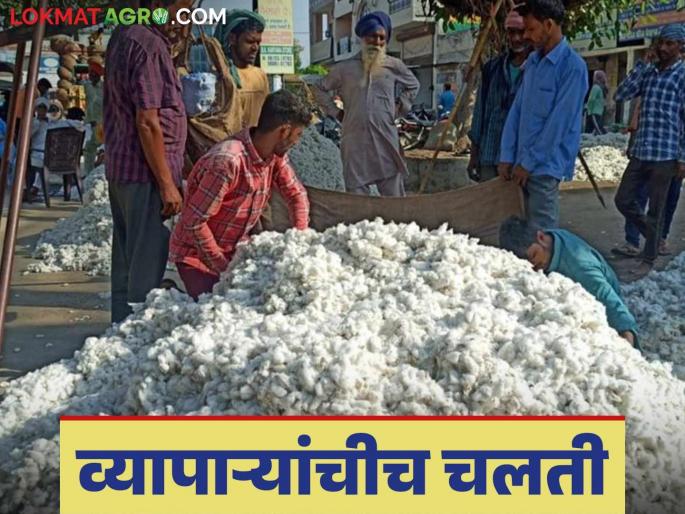 Cotton Market: Traders are the only ones moving at guaranteed price purchase centers! | Cotton Market : हमीभाव खरेदी केंद्रांवर व्यापाऱ्यांचीच चलती ! काय आहे प्रकरण ते वाचा सविस्तर Cotton Market: Traders are the only ones moving at guaranteed price purchase centers! | Cotton Market : हमीभाव खरेदी केंद्रांवर व्यापाऱ्यांचीच चलती ! काय आहे प्रकरण ते वाचा सविस्तर