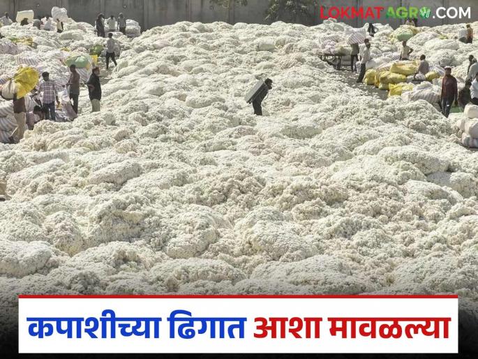 Cotton Market: latest news Hopes in the cotton pile have faded; Cotton stored at home is becoming a headache Read in detail | Cotton Market: कपाशीच्या ढिगात आशा मावळल्या; घरात साठवलेला कापूस ठरतोय डोकेदुखी वाचा सविस्तर