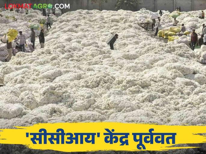 Cotton Market : 'CCI' purchased cotton worth 'so many' crores in Yavatmal district Read in detail | Cotton Market : 'सीसीआय'ने यवतमाळ जिल्ह्यात 'इतक्या' कोटींचा कापूस केला खरेदी वाचा सविस्तर Cotton Market : 'CCI' purchased cotton worth 'so many' crores in Yavatmal district Read in detail | Cotton Market : 'सीसीआय'ने यवतमाळ जिल्ह्यात 'इतक्या' कोटींचा कापूस केला खरेदी वाचा सविस्तर