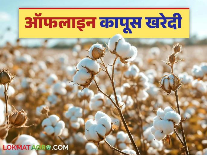 Cotton Market Update: Latest news.....Of cotton will be returned; What is the reason, know in detail | Cotton Market Update :.....तर कापूस वापस करणार; काय आहे कारण जाणून घ्या सविस्तर Cotton Market Update: Latest news.....Of cotton will be returned; What is the reason, know in detail | Cotton Market Update :.....तर कापूस वापस करणार; काय आहे कारण जाणून घ्या सविस्तर