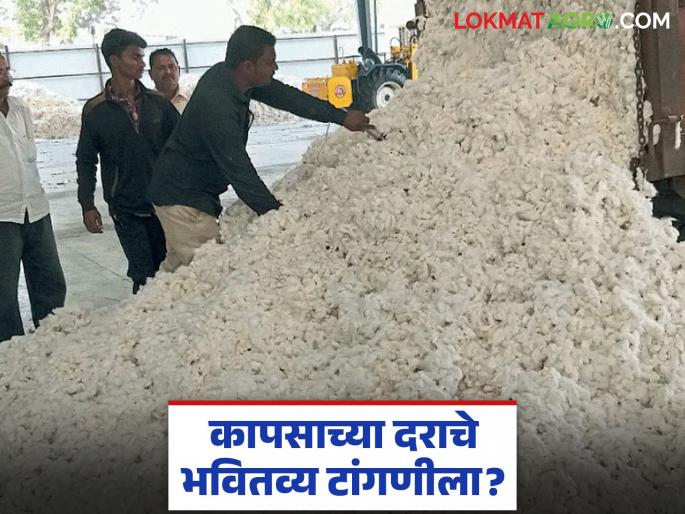 latest news Cotton Market: The future of cotton prices is hanging in the balance; Read the reason in detail | Cotton Market : कापसाच्या दरांचे भवितव्य टांगणीला; काय आहे कारण वाचा सविस्तर latest news Cotton Market: The future of cotton prices is hanging in the balance; Read the reason in detail | Cotton Market : कापसाच्या दरांचे भवितव्य टांगणीला; काय आहे कारण वाचा सविस्तर