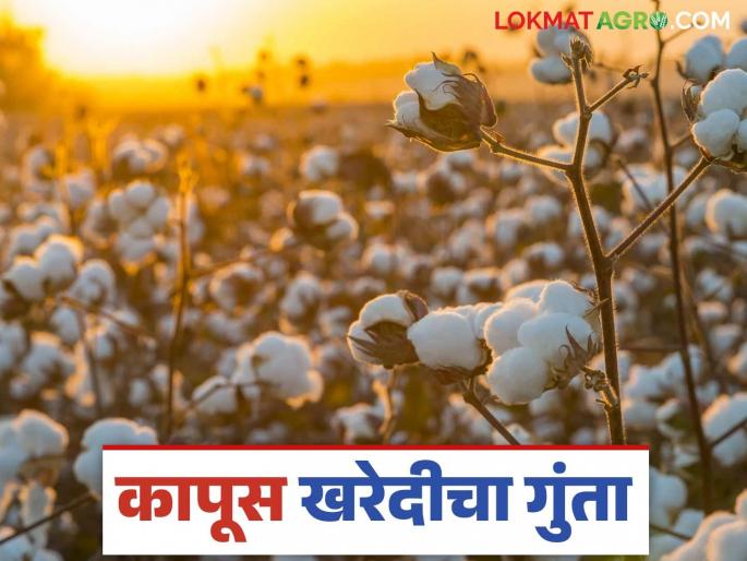 Cotton Market Update: latest news CCI's cotton procurement is in abeyance; Know the reason | Cotton Market Update: 'सीसीआय'ची कापूस खरेदी वांद्यात; जाणून घ्या काय आहे कारण Cotton Market Update: latest news CCI's cotton procurement is in abeyance; Know the reason | Cotton Market Update: 'सीसीआय'ची कापूस खरेदी वांद्यात; जाणून घ्या काय आहे कारण