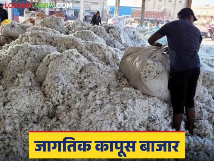 Cotton Market : Demand to remove cotton import duty threatens instability | Cotton Market : कापूस आयात शुल्क हटविण्याच्या मागणीने अस्थिरतेचे सावट Cotton Market : Demand to remove cotton import duty threatens instability | Cotton Market : कापूस आयात शुल्क हटविण्याच्या मागणीने अस्थिरतेचे सावट