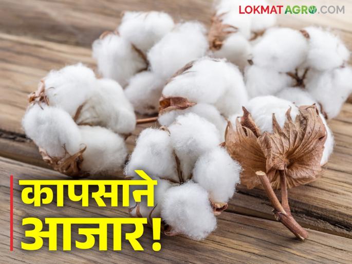 Cotton Market : Storing cotton at home has increased skin diseases! | Cotton Market : कापसाची थप्पी पडतेय महागात; होत आहेत त्वचेचे आजार वाचा सविस्तर